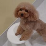 犬の幼稚園 ココくんとトレーニング