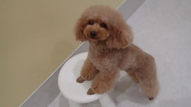 犬の幼稚園 ココくんとトレーニング