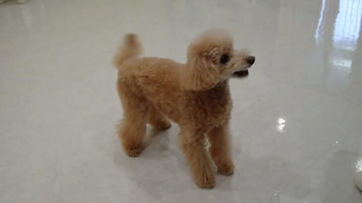 犬の幼稚園 ぴっぴちゃんとトレーニング