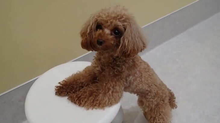 犬の幼稚園 ティアラちゃんとトレーニング