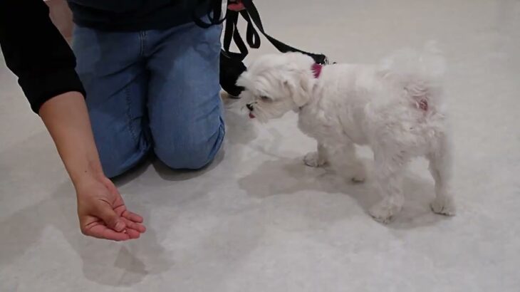 犬の幼稚園 ハクくんとトレーニング