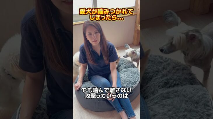 愛犬が他の犬に襲われたら…①再掲です #ドッグトレーナー #イヌバーシティ #子犬育て #いぬのいるくらし #しつけ #子犬のしつけ #ドッグビヘイビアリスト #犬のいる暮らし