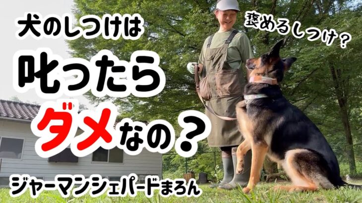 犬のしつけの正解って？悩まないで楽しみましょ💕シェパードまろんのしつけはこんな感じ😊【ジャーマンシェパード】