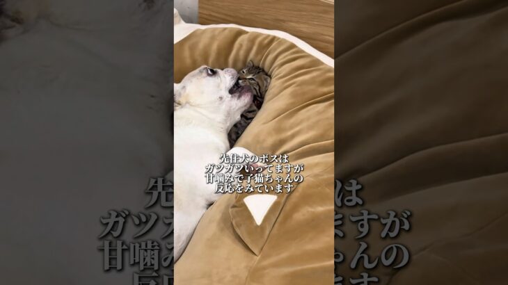 子猫をガチで躾ける犬