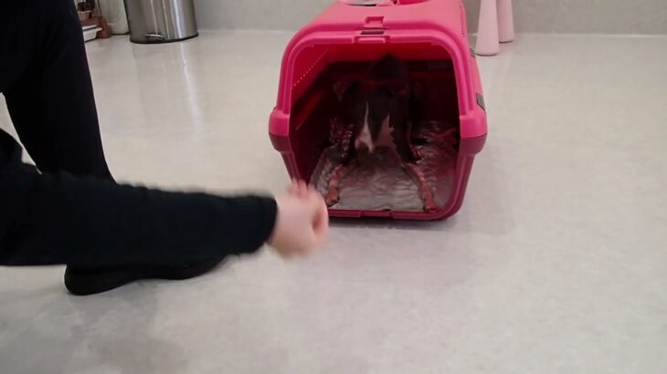 犬の幼稚園 レオンくんとトレーニング