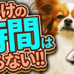 特別な時間は不要！ “一緒の時間がしつけとなる”理由について大公開