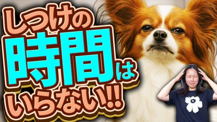 特別な時間は不要！ “一緒の時間がしつけとなる”理由について大公開
