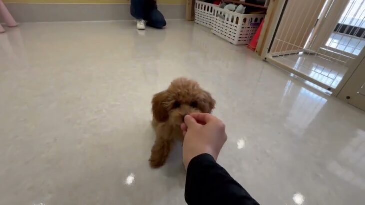 犬の幼稚園 くんくんちゃんとトレーニング
