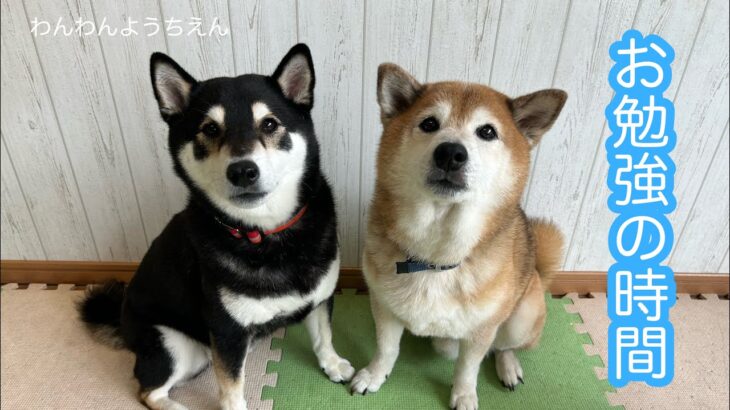 【犬の幼稚園】垂直にジャンプって難しいよ！！