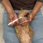 犬の幼稚園 プリンちゃんとトレーニング