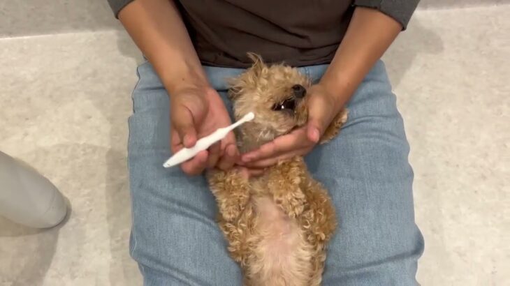 犬の幼稚園 プリンちゃんとトレーニング