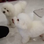犬の幼稚園 ローヌくん＆ランディくんとトレーニング