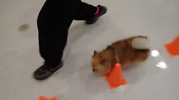 犬の幼稚園 くるみちゃんとトレーニング