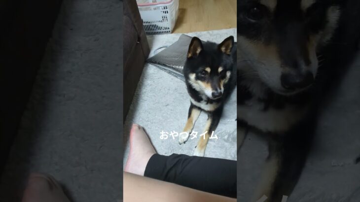 #可愛い犬動画 #柴犬 #可愛い #豆柴しつけ #癒し #元気になる動画