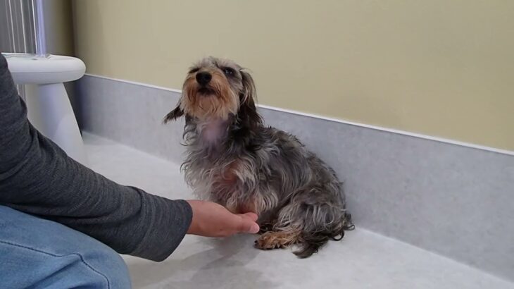 犬の幼稚園 ぎんくんとトレーニング