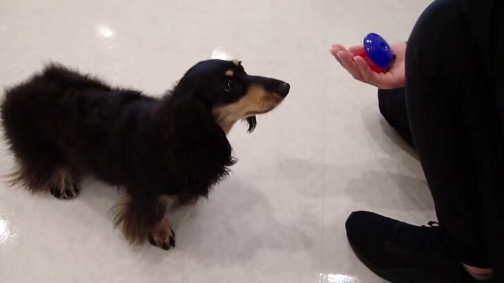 犬の幼稚園 メイちゃんとトレーニング