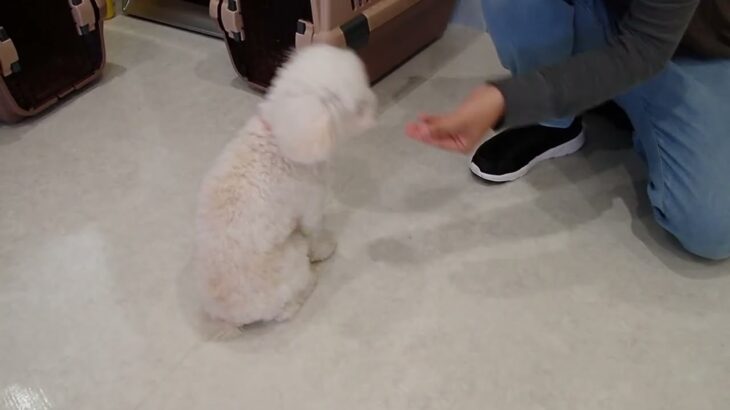 犬の幼稚園 ななちゃんとトレーニング