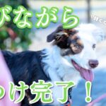 【驚きの集中力】公園でフリスビー＆しつけトレーニング！ボーダーコリーは本当に賢い！