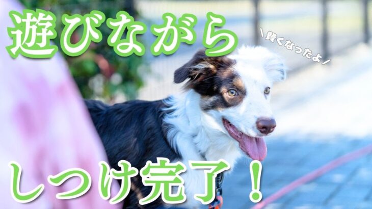 【驚きの集中力】公園でフリスビー＆しつけトレーニング！ボーダーコリーは本当に賢い！