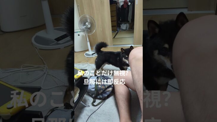 順位つけてます？#可愛い犬動画 ##可愛い #柴犬 #豆柴しつけ #豆柴の日常