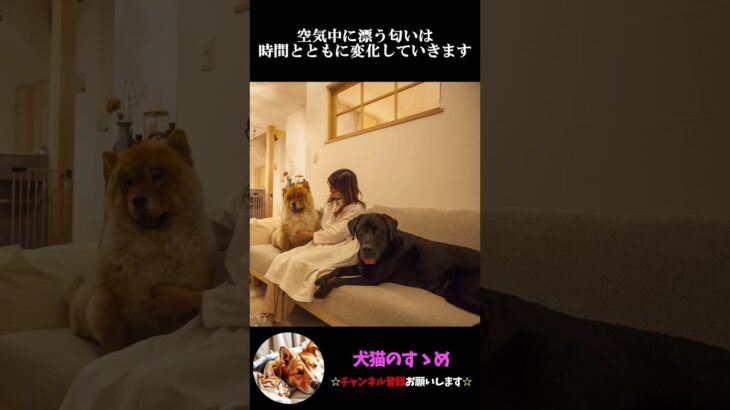 【犬は時間を匂いで感じ取っている】知ってて損しない犬の雑学・豆知識#プチ知識  #ゆっくり解説  ＃しつけ #心理学 #犬のいる生活  #愛犬