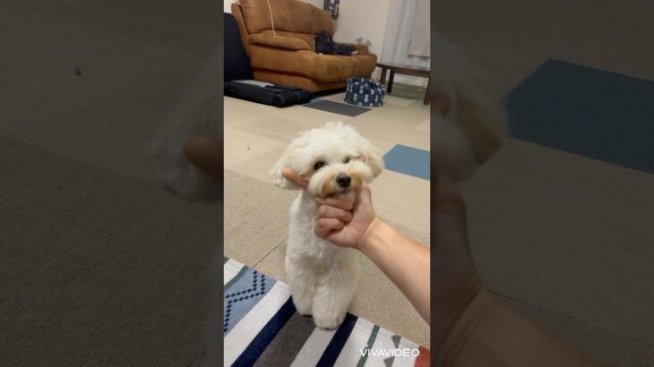 シャキーン！　#わんこ　#マルプー　#犬　#可愛い　#かわいい　#癒し　#コマンド　#しつけ