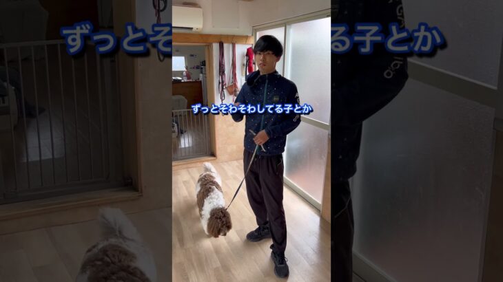 犬のしつけに困っている人はチャンネルアイコンをタップしてチャンネル登録しておいて！#ドッグトレーナー#犬のしつけ