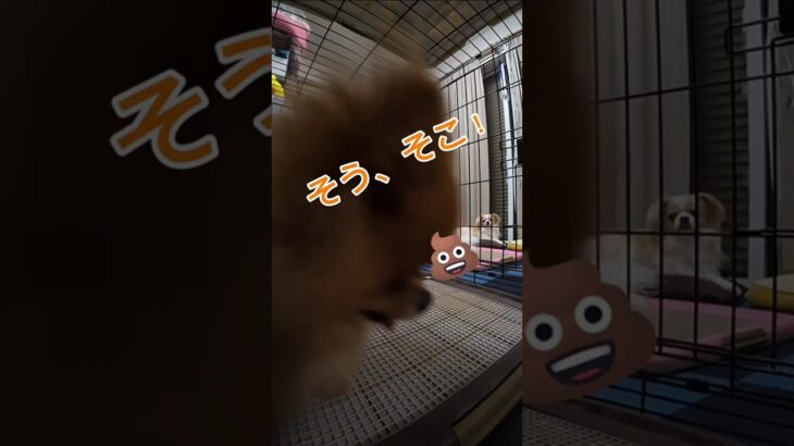 モザイクの大切さ、知りました💩　　#犬 #しつけ
