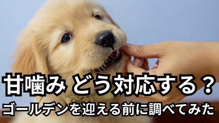 ゴールデンパピーの甘噛み どうする？｜しつけの悩み 調べてみた
