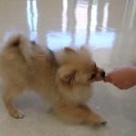 犬の幼稚園 ぷぅくんとトレーニング