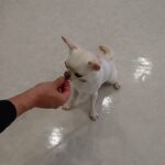犬の幼稚園 コハクくんとトレーニング