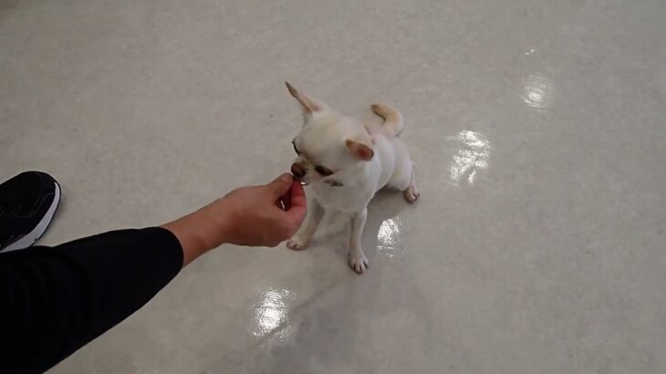 犬の幼稚園 コハクくんとトレーニング