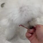 犬の幼稚園 バニラちゃんとトレーニング
