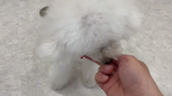 犬の幼稚園 バニラちゃんとトレーニング