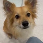 犬の幼稚園 利休くんとトレーニング