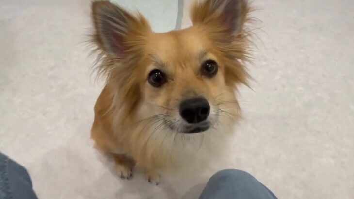 犬の幼稚園 利休くんとトレーニング