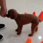 犬の幼稚園 るるちゃんとトレーニング