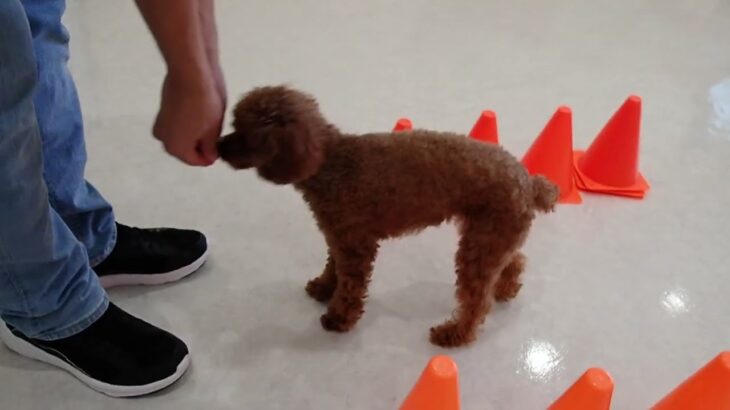 犬の幼稚園 るるちゃんとトレーニング
