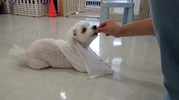 犬の幼稚園 華ちゃんとトレーニング
