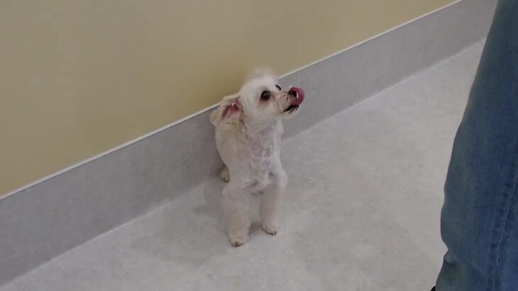 犬の幼稚園 きなこくんとトレーニング