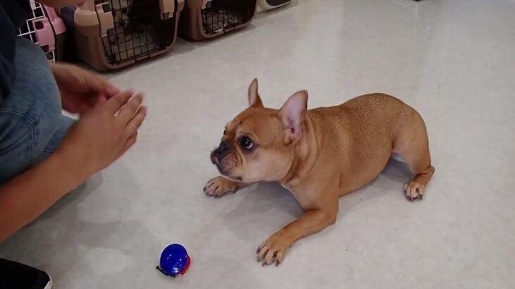 犬の幼稚園 レオくんとトレーニング