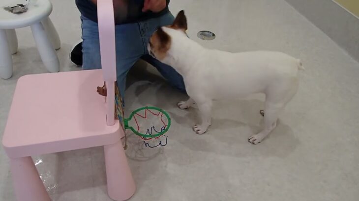 犬の幼稚園 はなちゃんとトレーニング