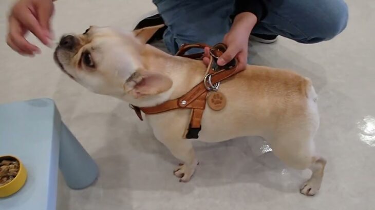 犬の幼稚園 なちゅちゃんとトレーニング