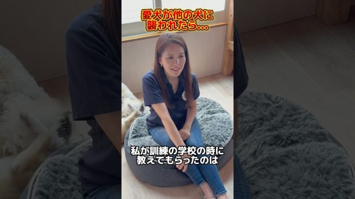 愛犬が他の犬に襲われたら…②#ドッグトレーナー #イヌバーシティ #子犬育て #いぬのいるくらし #しつけ #子犬のしつけ #ドッグビヘイビアリスト #犬のいる暮らし