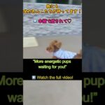 スピード限界突破！【わんこのみかた】広い室内ドッグラン　犬のしつけ、保育園、ホテル