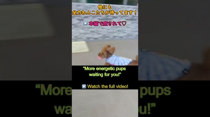 スピード限界突破！【わんこのみかた】広い室内ドッグラン　犬のしつけ、保育園、ホテル