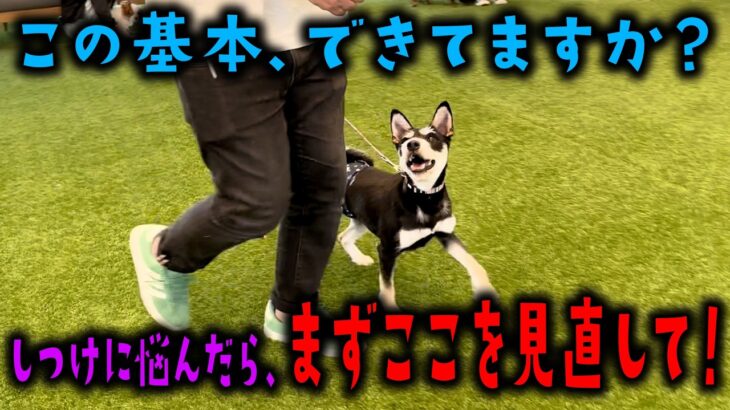 【これだけで変わる】ドッグトレーナーが教える「しつけの土台」超基本ステップ！【犬 しつけ】