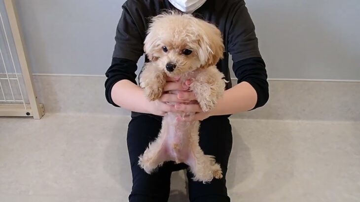 犬の幼稚園 はあおくんとトレーニング