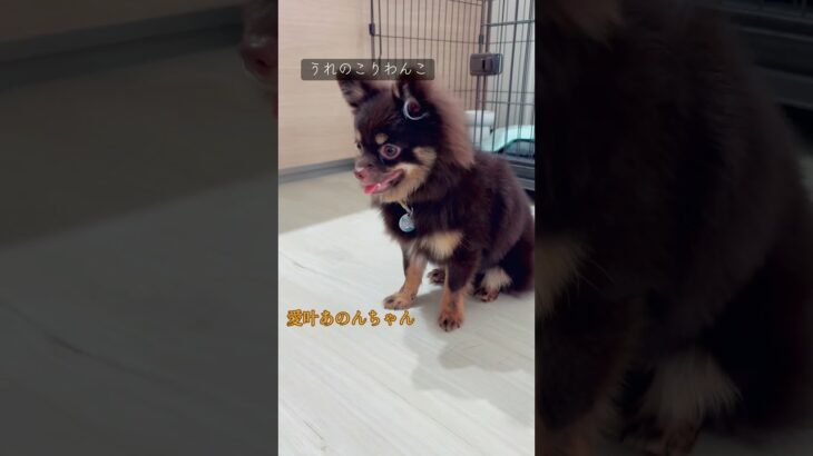 かちこいわんこ #いぬのいる生活 #チワワ #イヌ #ポメラニアン #犬のしつけ #犬のいる生活 #ミックス犬