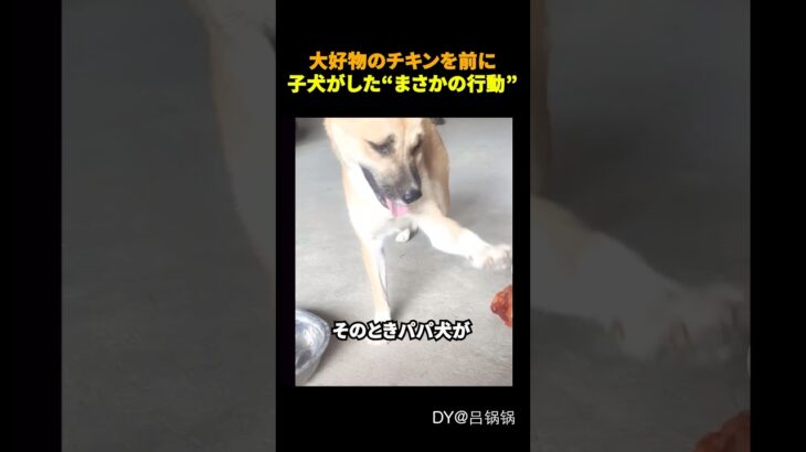 パパ犬のしつけがすごい…